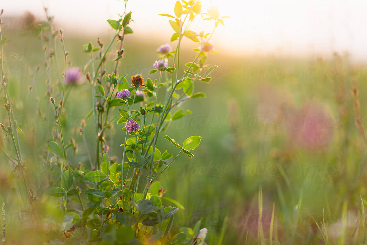 Summer nature: Clover in meadow on sunset