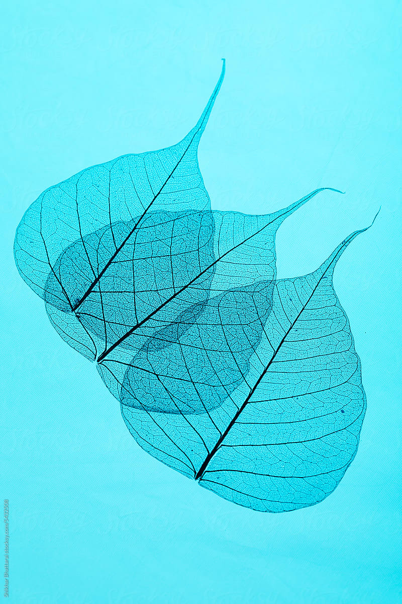 Pipal leaves skeleton pattern.