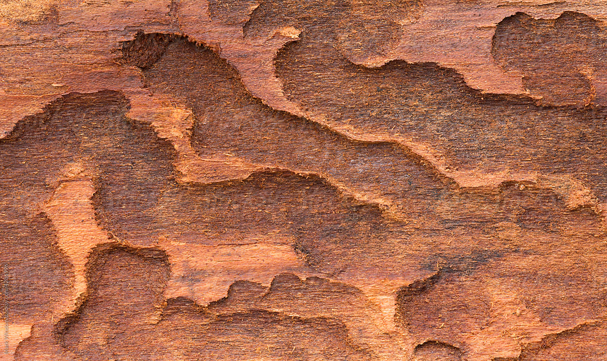 Tree Bark Pattern, close up