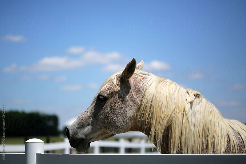 A White Horse With A Loose Braid In Her Mane