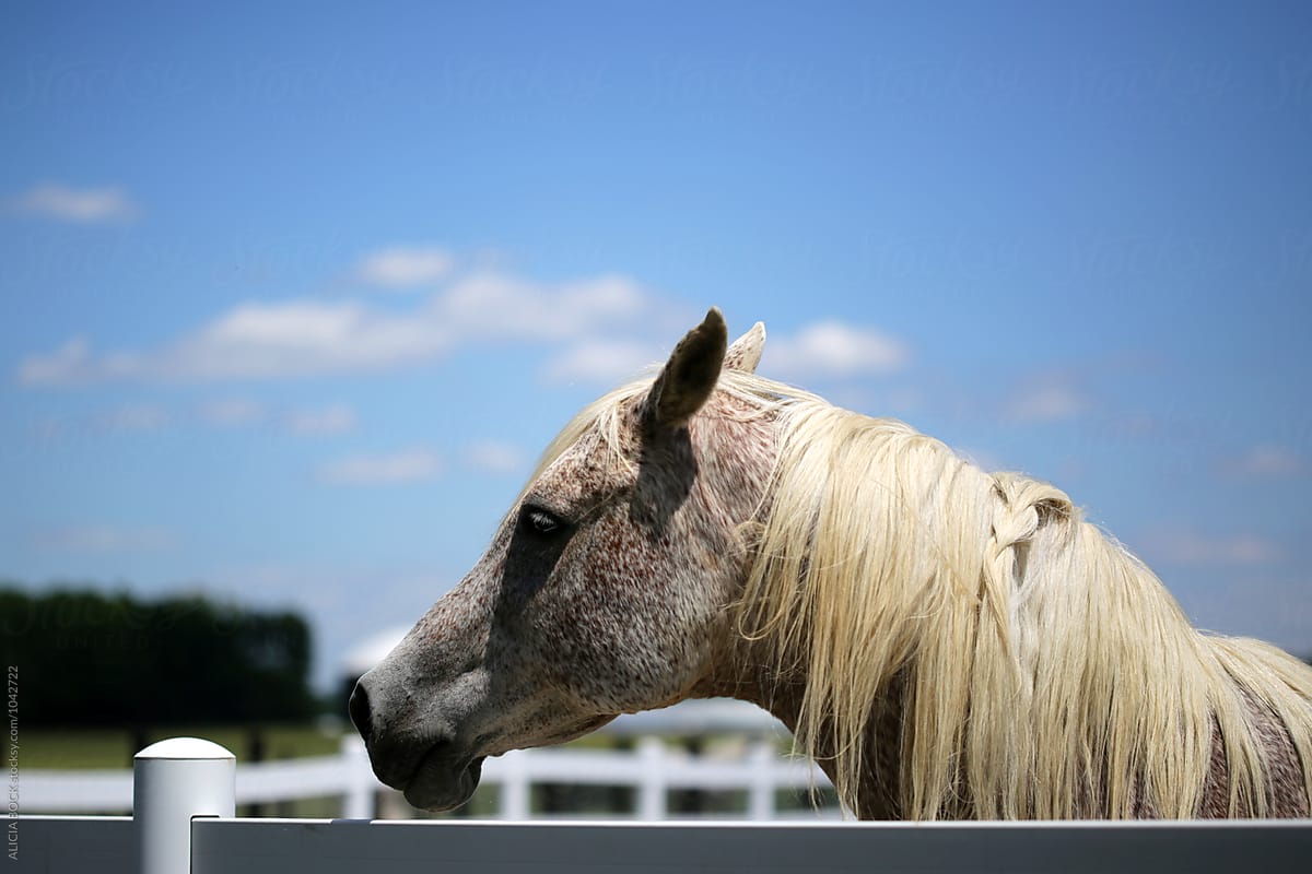 A White Horse With A Loose Braid In Her Mane