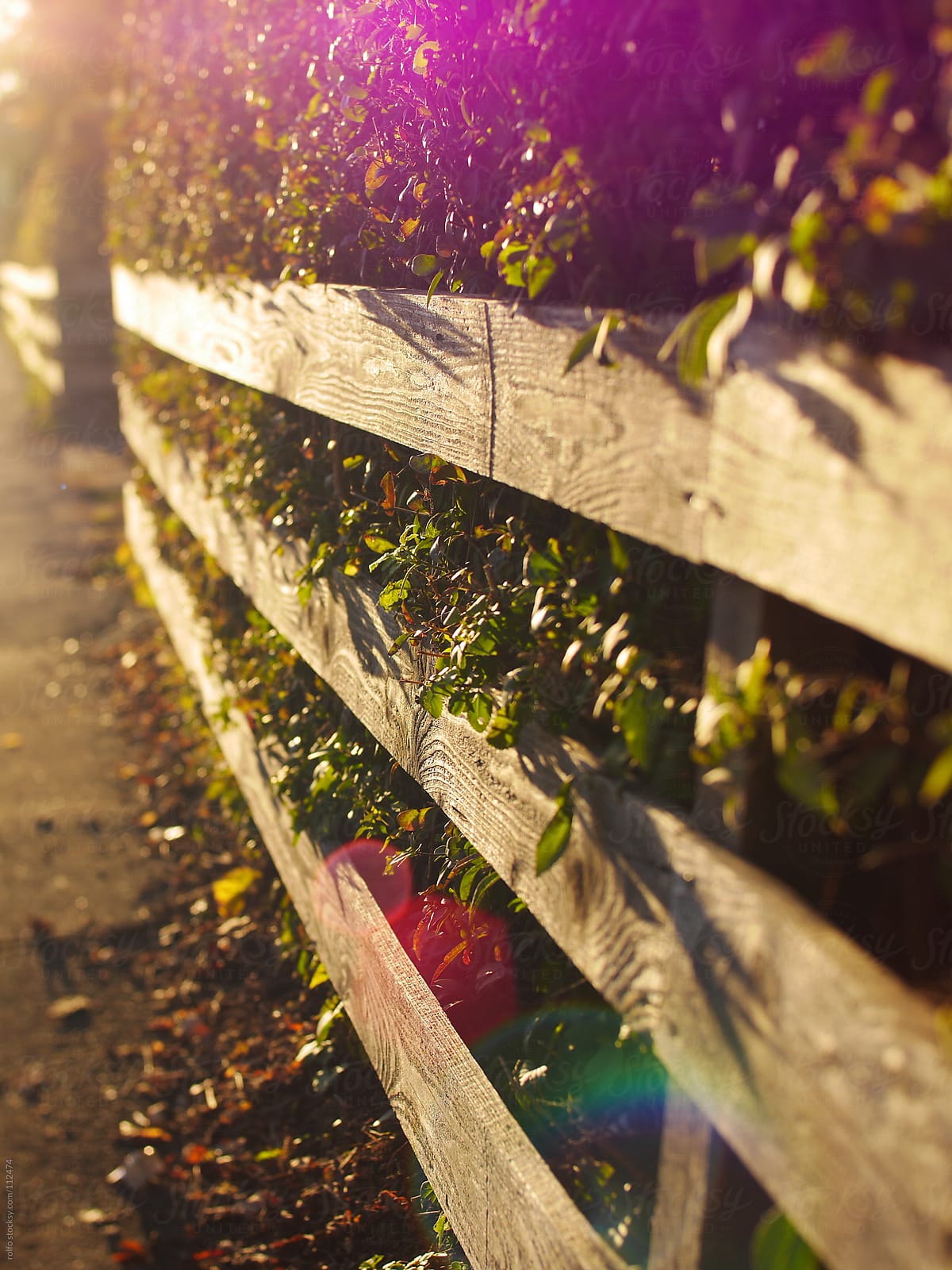 Wooden fence with lens flare
