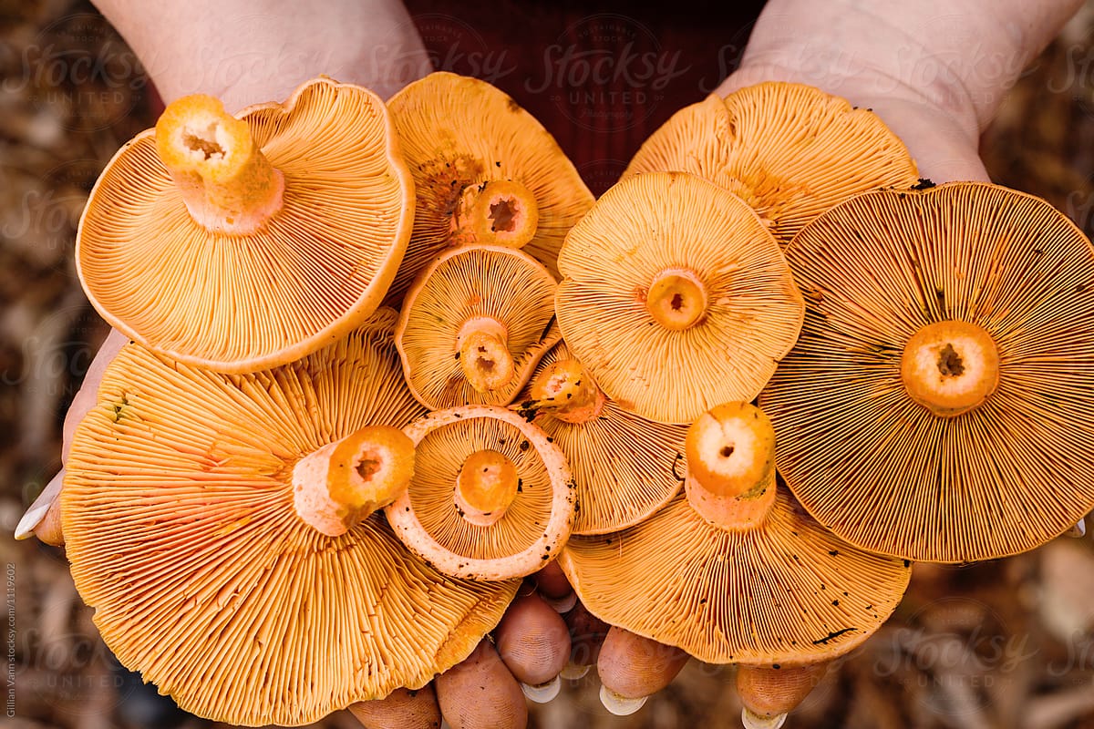 a handful of forage pine mushrooms