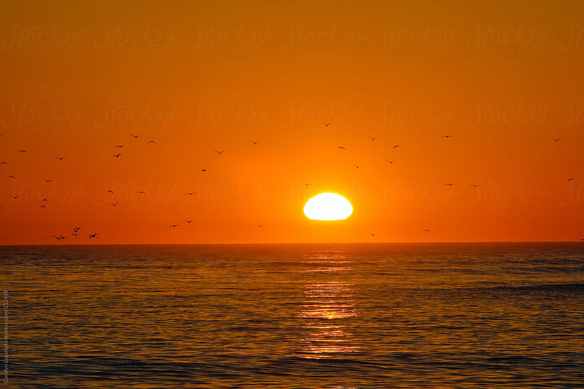 Sun setting over the ocean with a flurry of birds flying by