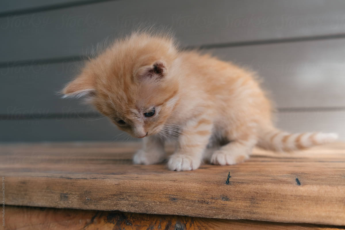 orange kitten pictures