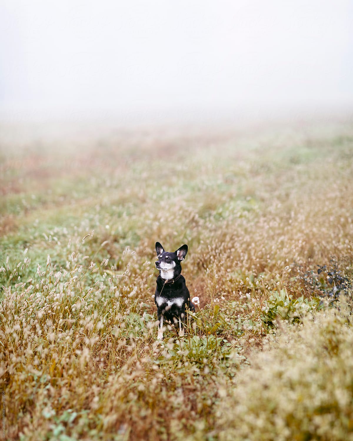 Early one morning while sitting amongst spikes and flowers a dog enjoys the fog in country fields