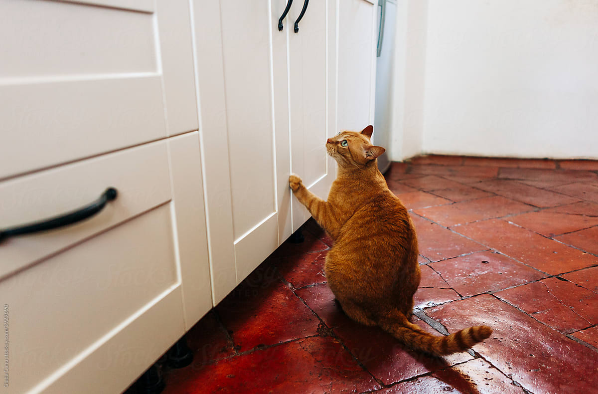 Ginger cat asking for food in the kitchen