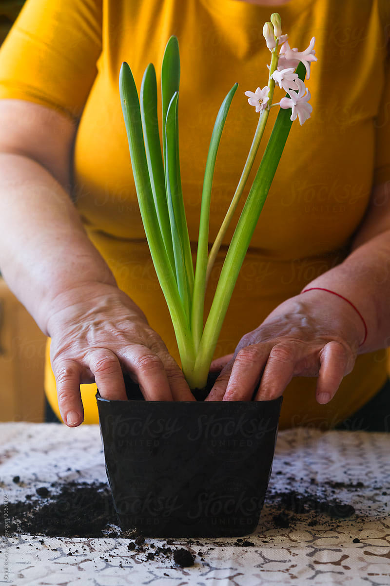 Crop woman planting flower in pot