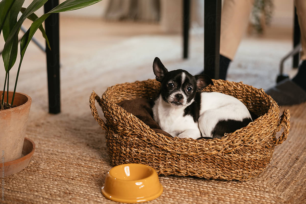 Cute dog lying in basket in home office