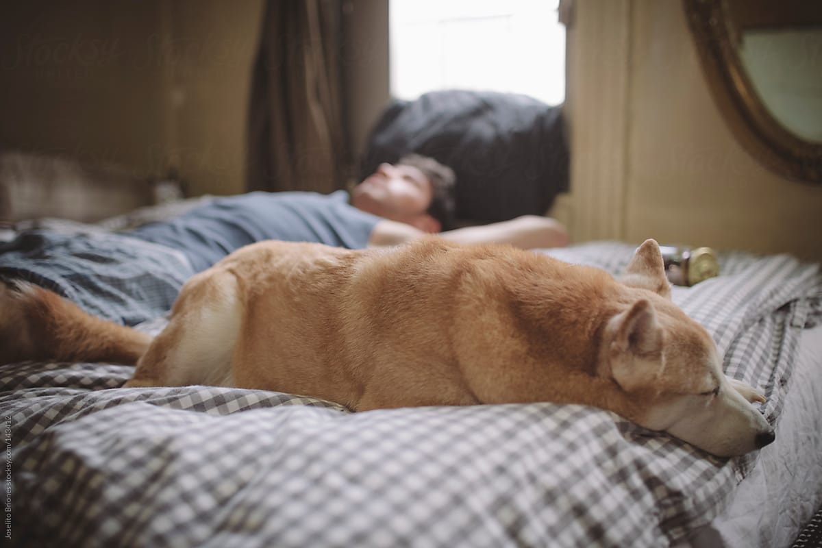 Man Taking a Nap in Bed at Home with Pet Dog