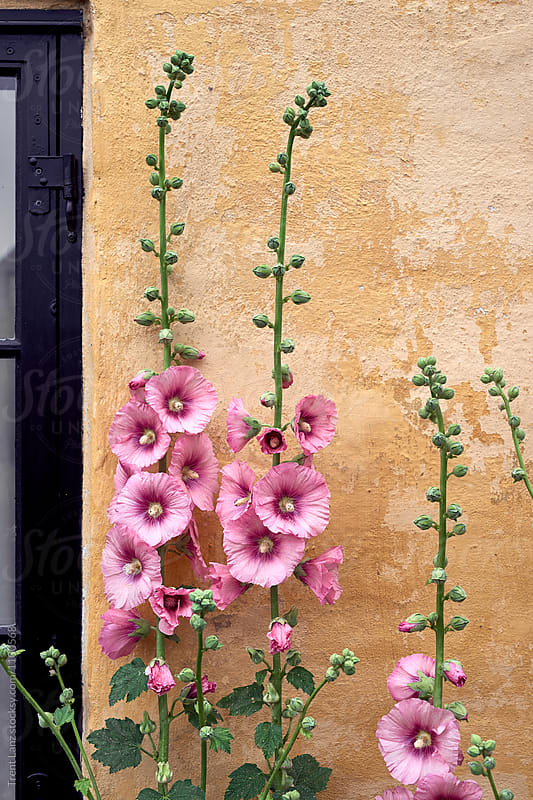Light pink flowers on worn-out wall