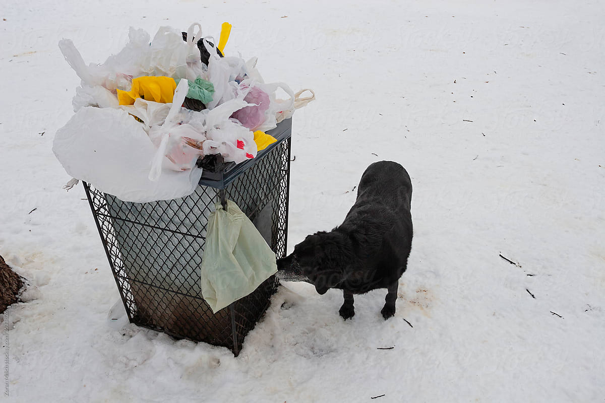 Dog Sniffs Garbage
