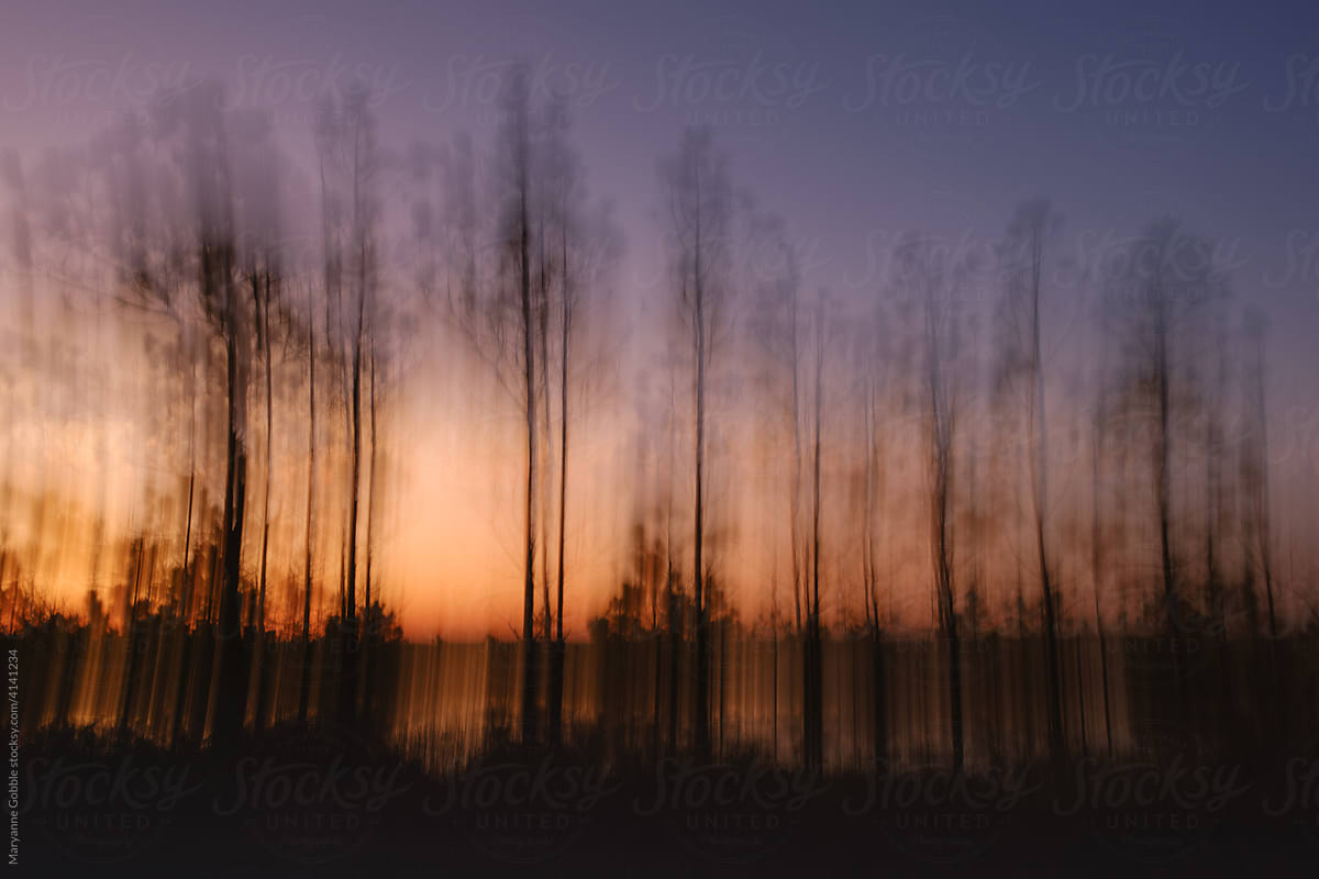 Dreamlike Trees at Dawn