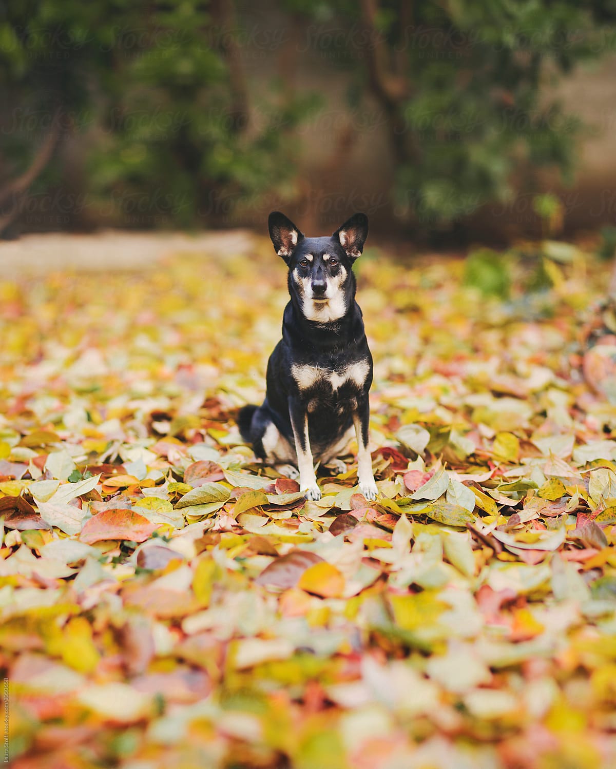 Dog sits on multitude of fallen leaves and looks straight at the camera