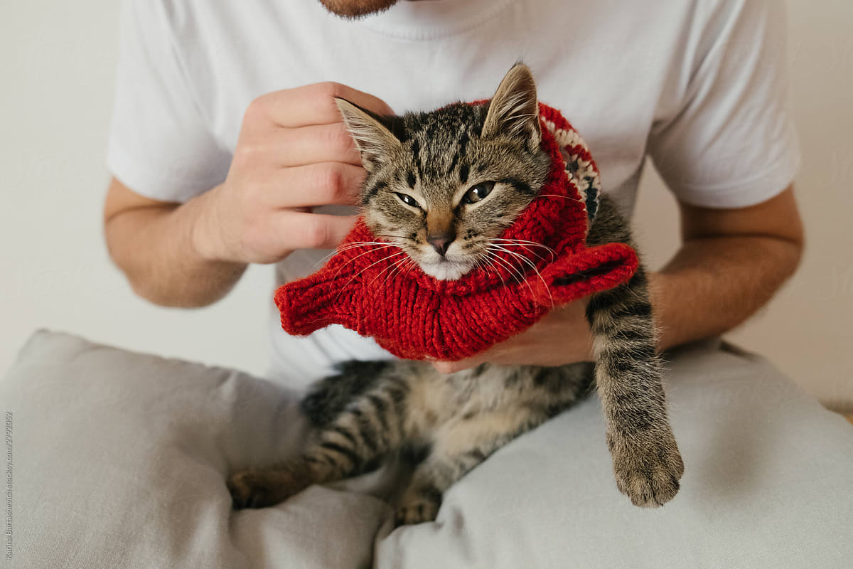 guy dresses a displeased kitten with a sweater in a bright apartment
