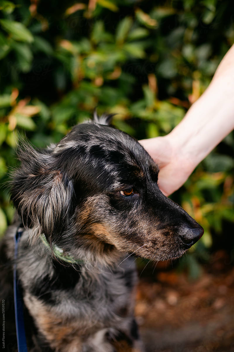 Closeup of Person Petting Dog