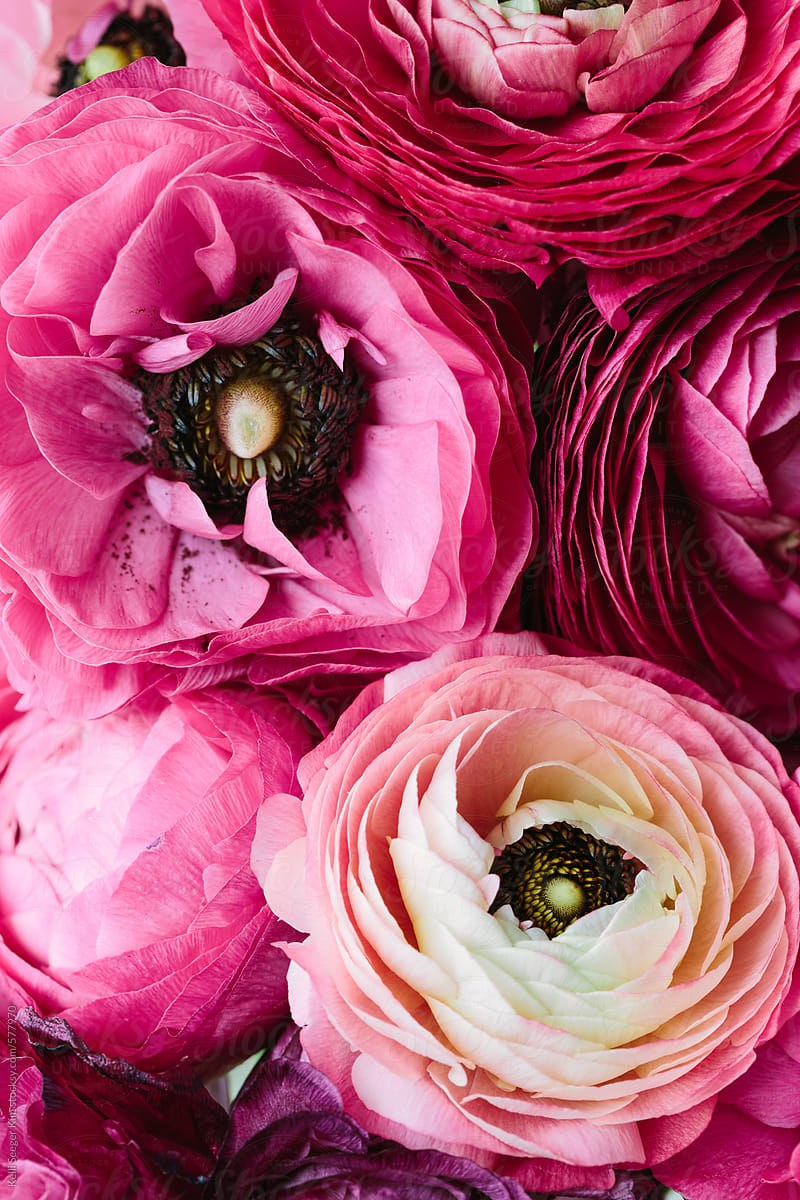 Bouquet of pink ranunculus shot from above