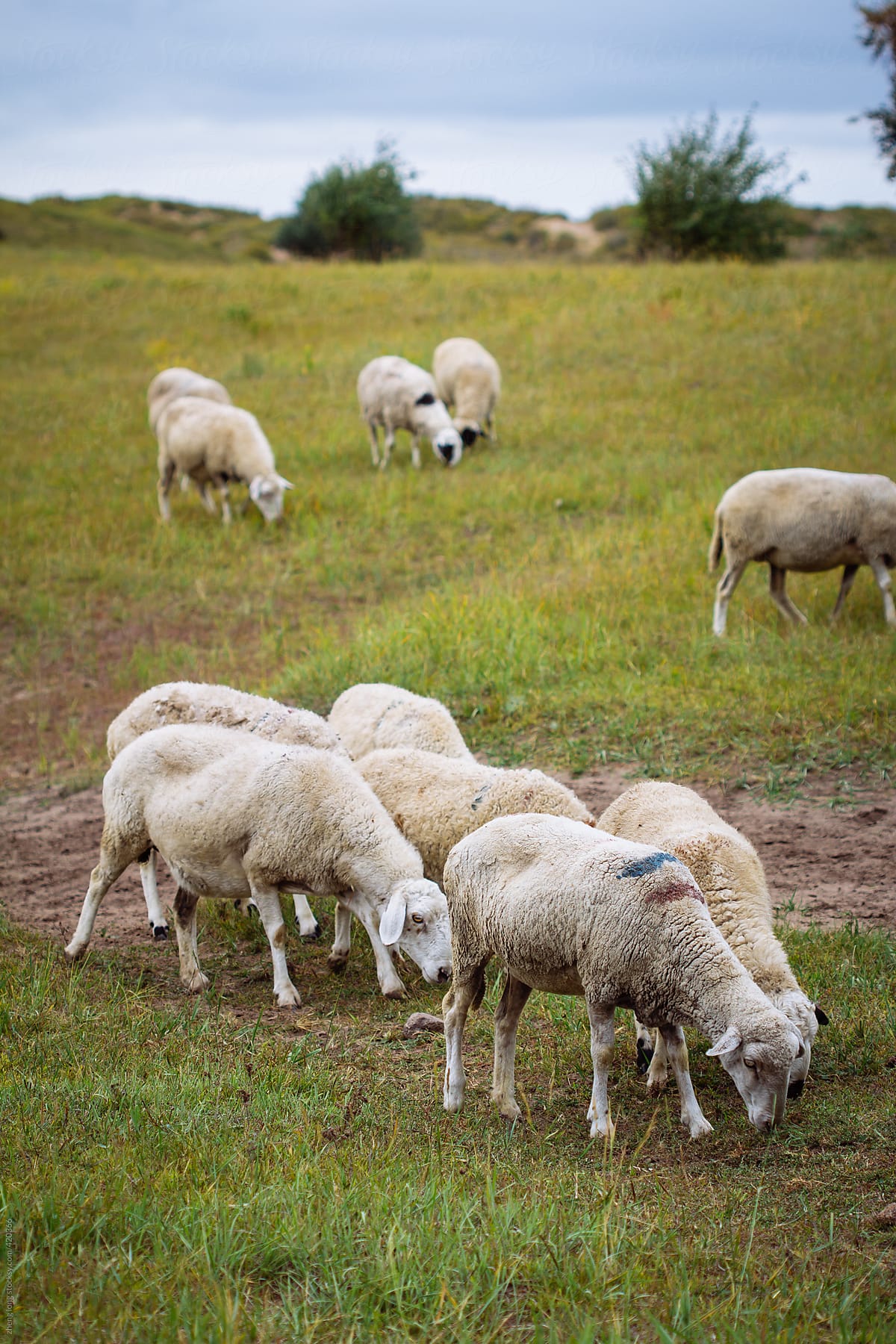 sheep in grassland