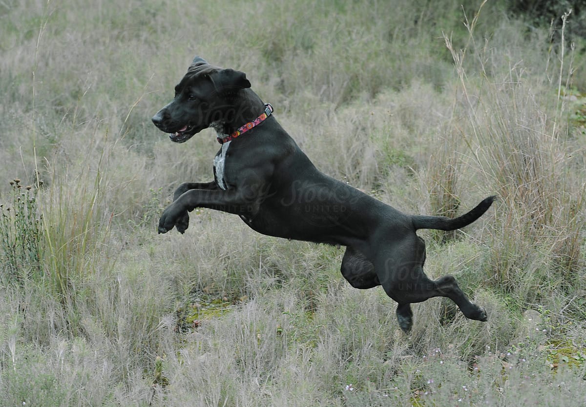 Jumping dog