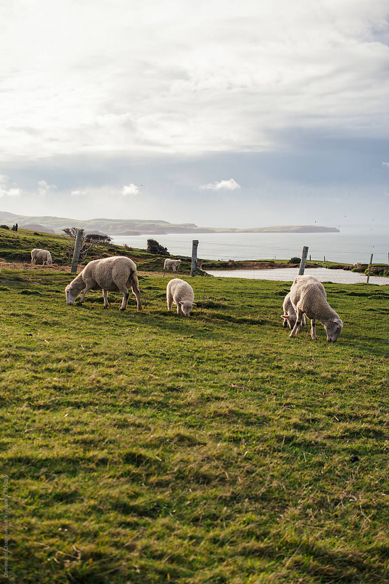 Sheep in a field near the ocean
