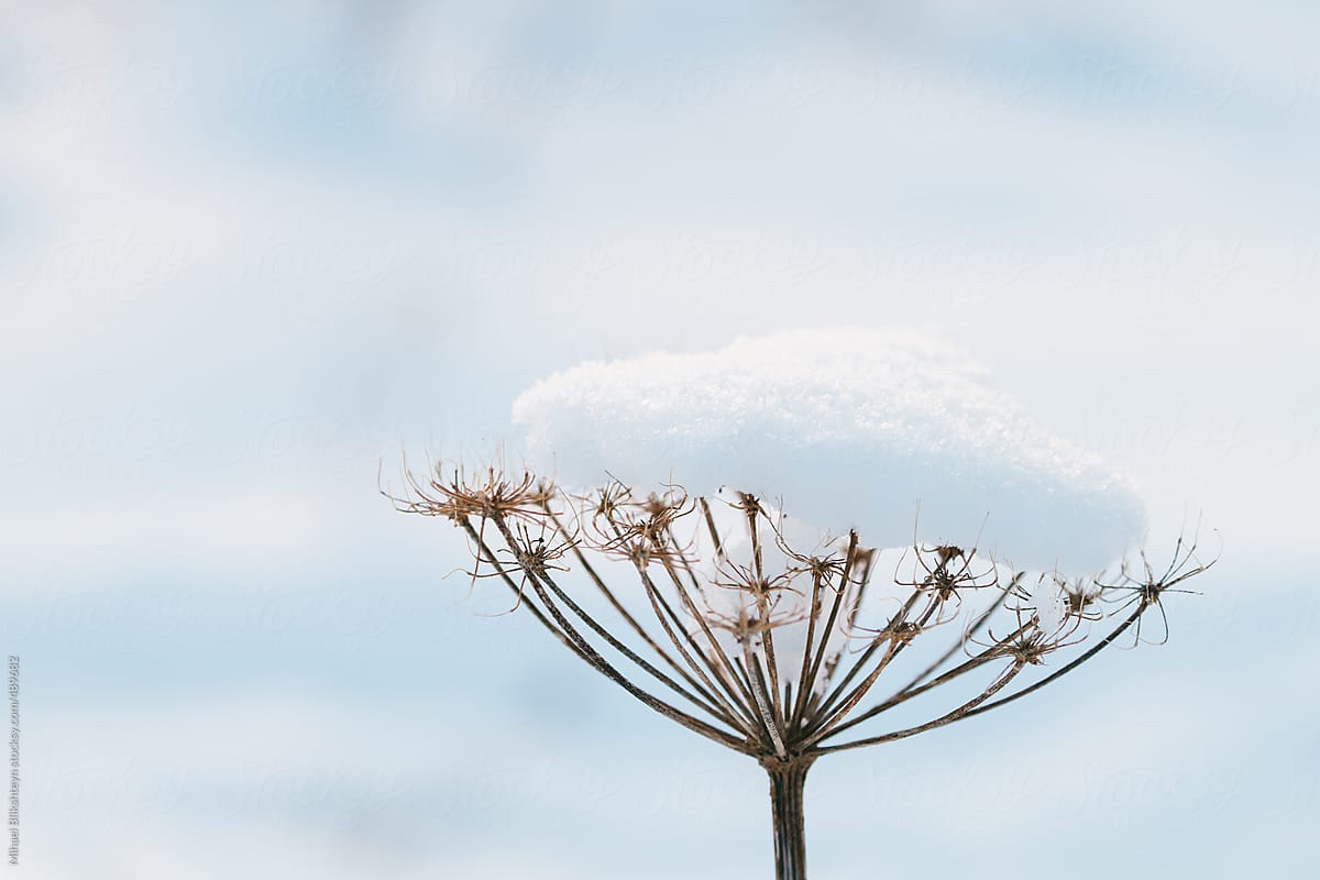 Head of a dried plant, cow parsnip, covered in snow in the winter
