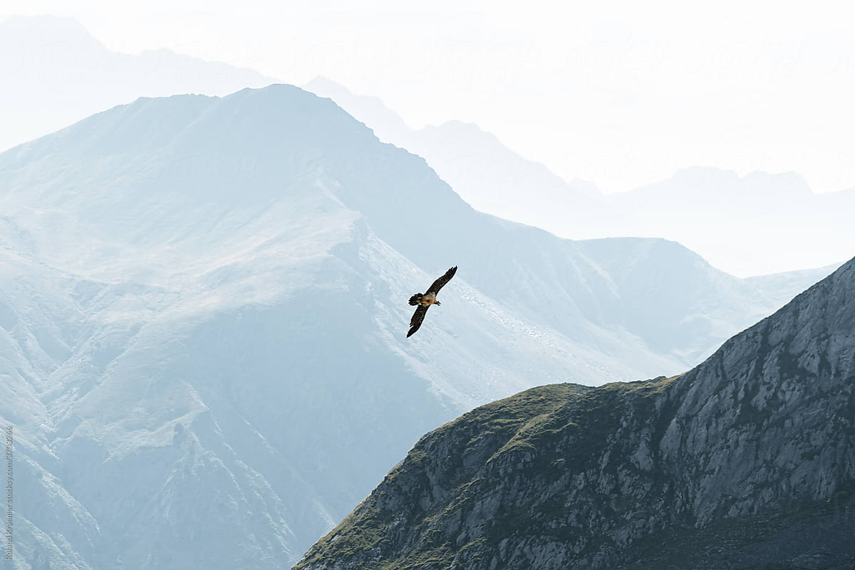 Mountain Layers Flying Bird