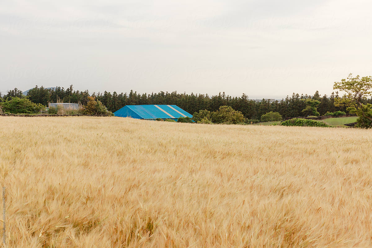 The farm's blue warehouse and ripening barley.