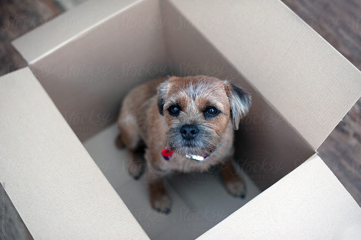Brown dog in a brown box