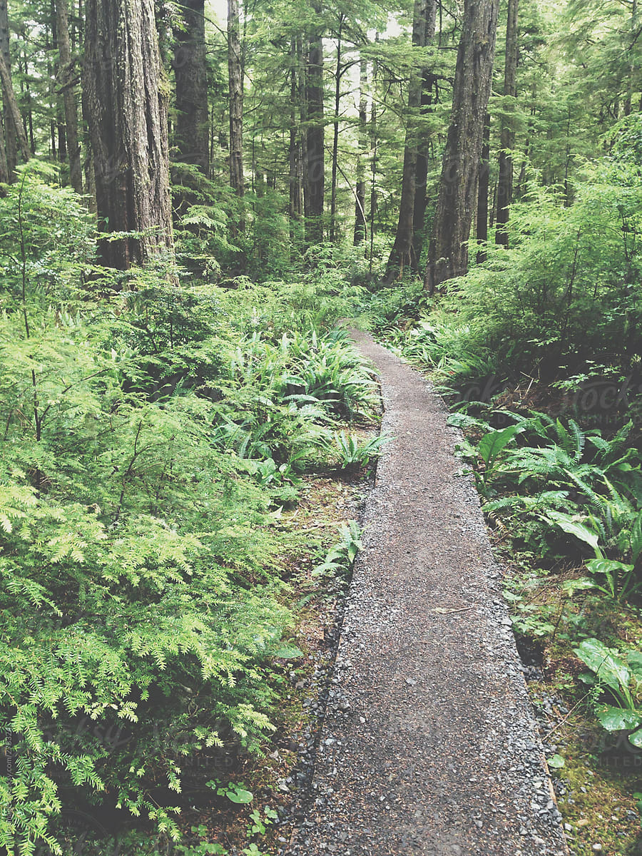 Hiking trail through temperate rainforest