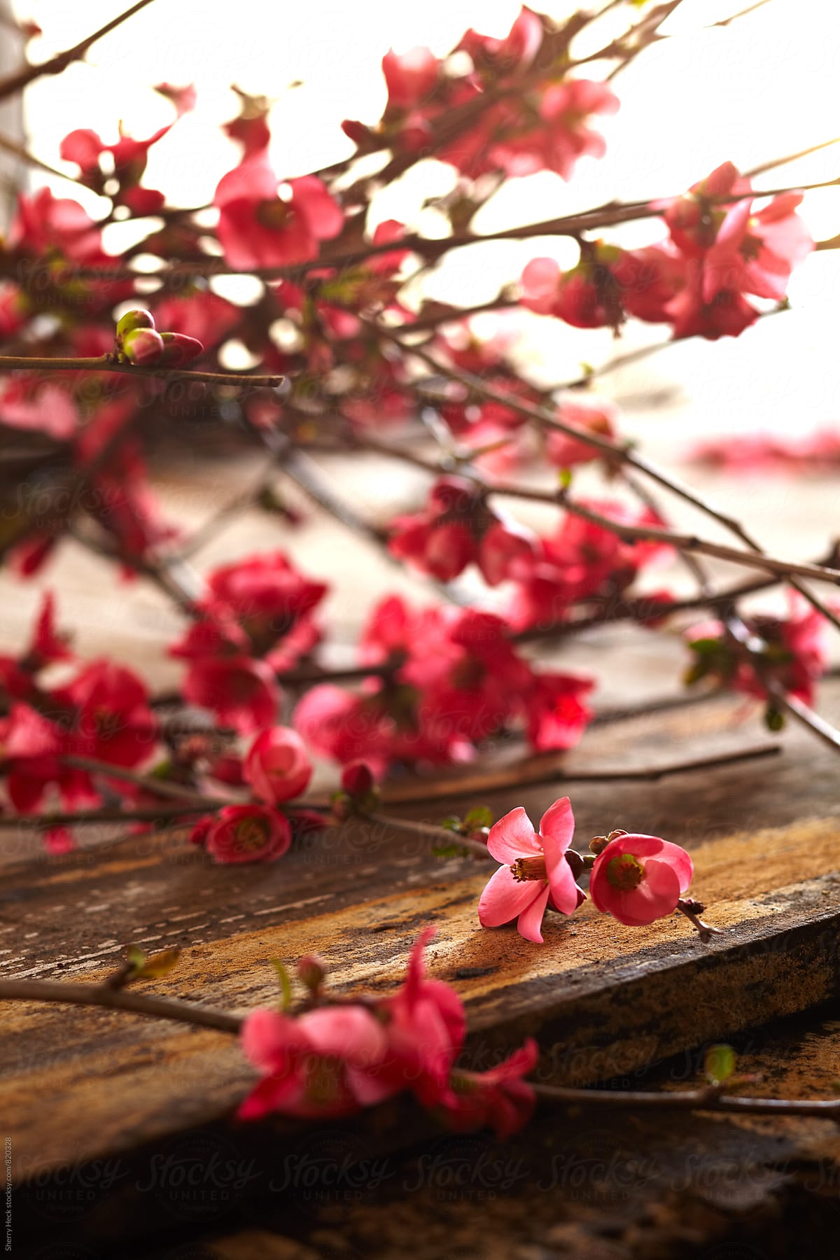 Cherry Blossom branch resting on raw wood table