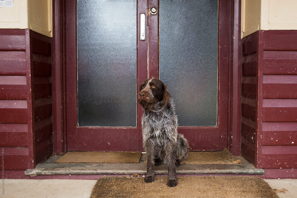 A German pointer sits waiting at the doors of a pub