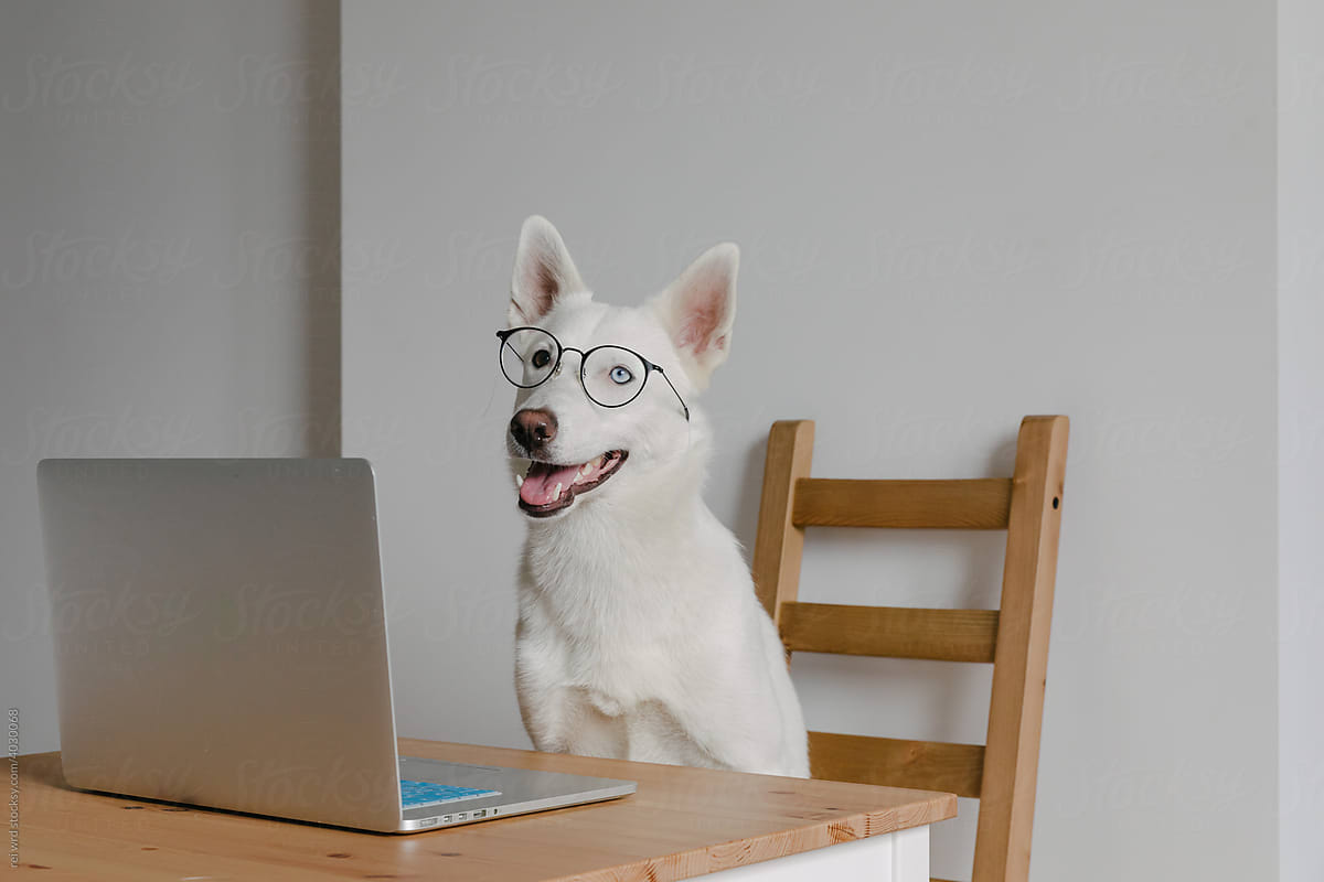 dog sitting behind the laptop in glasses