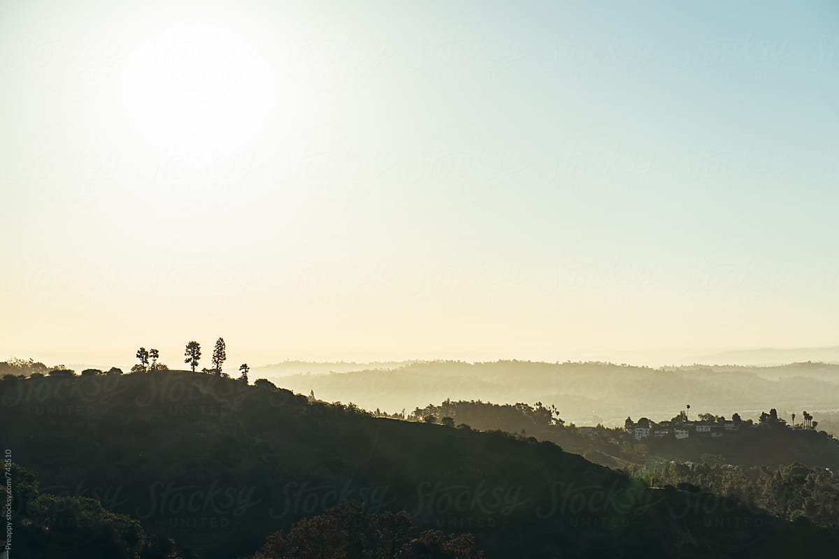 Vista of trees on Hollywood hills at sunrise
