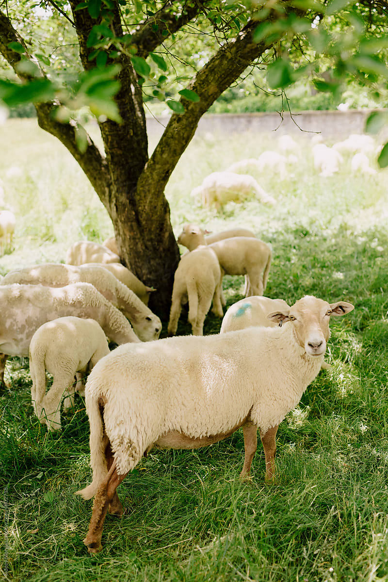 Sheep Grazing under a Tree