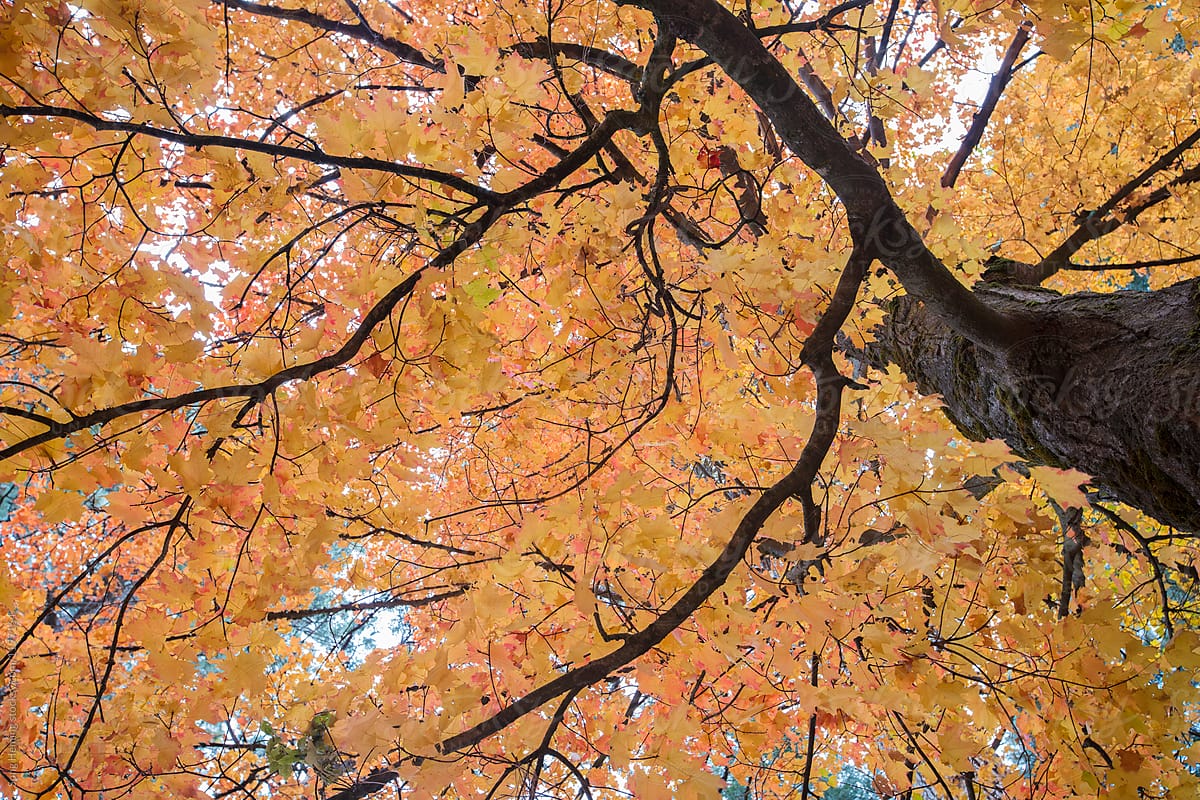 Under the tree with orange leaves