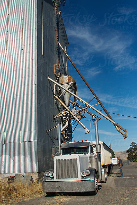 truck hauling harvested wheat unloads at grain elevator