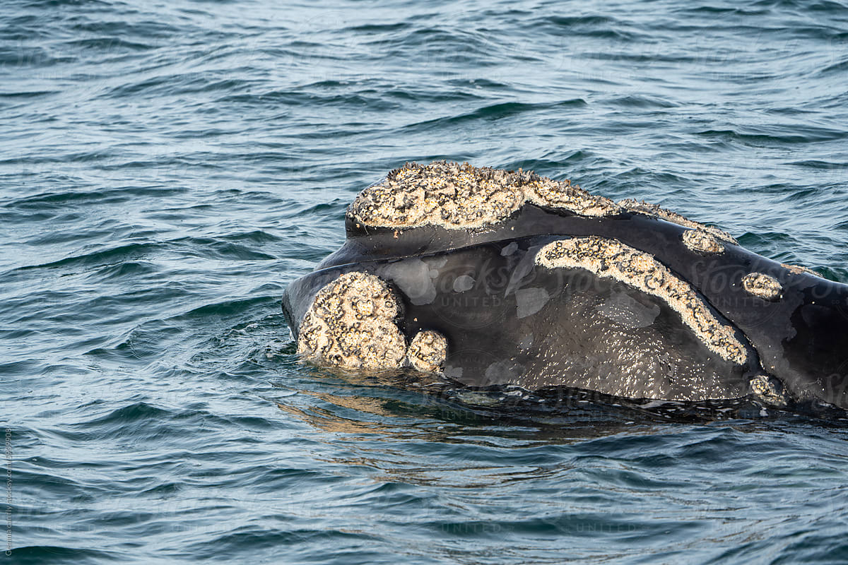 Barnacle On Blue Whale