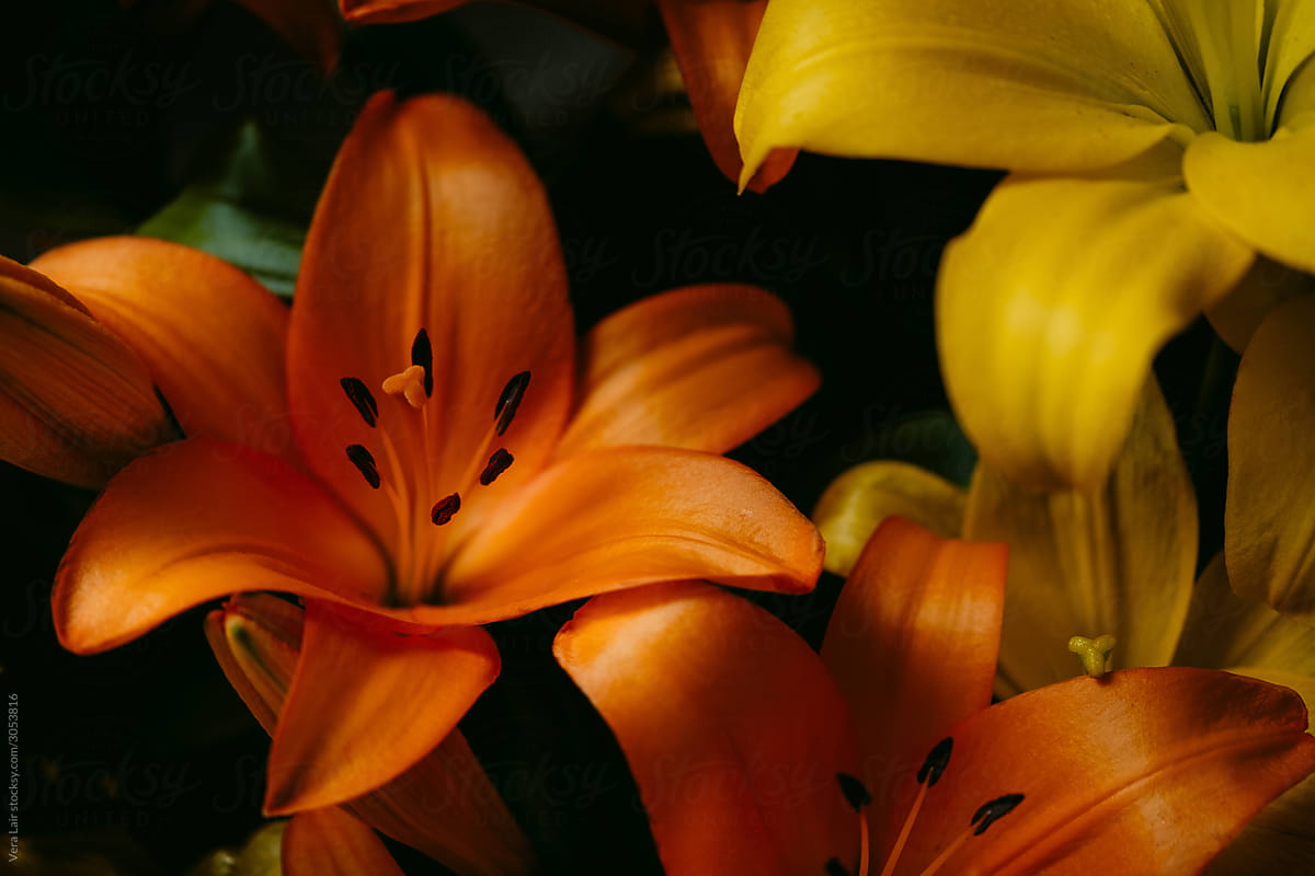 close up of orange lily flowers