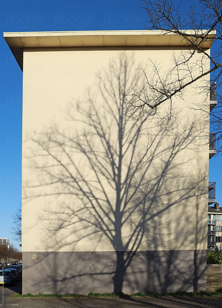 shadow of tree on building