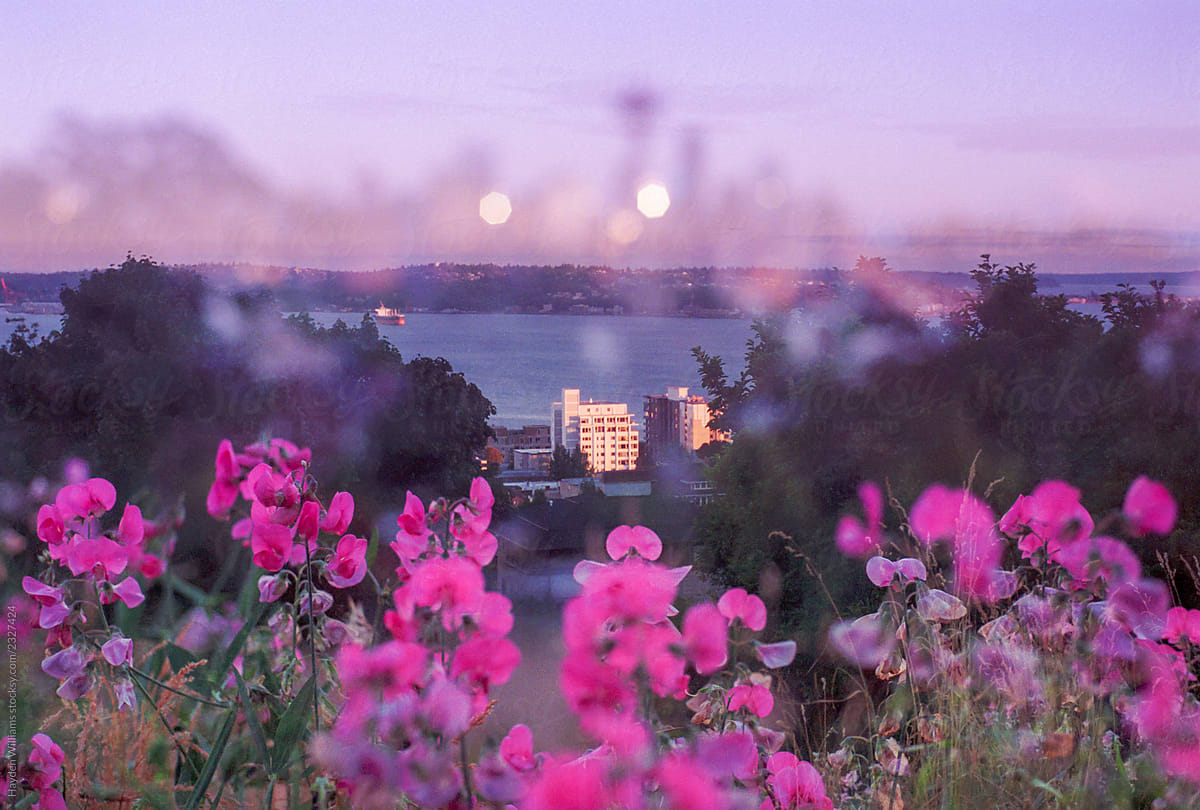Pink flowers and overlook of Seattle waterfront