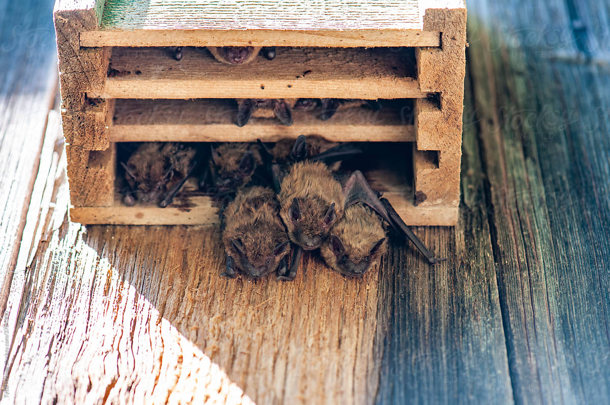 Bats in a Bat House