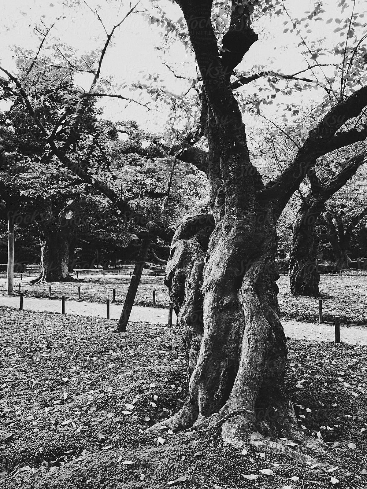 Black and White Shot of Old Tree in Japanese Garden