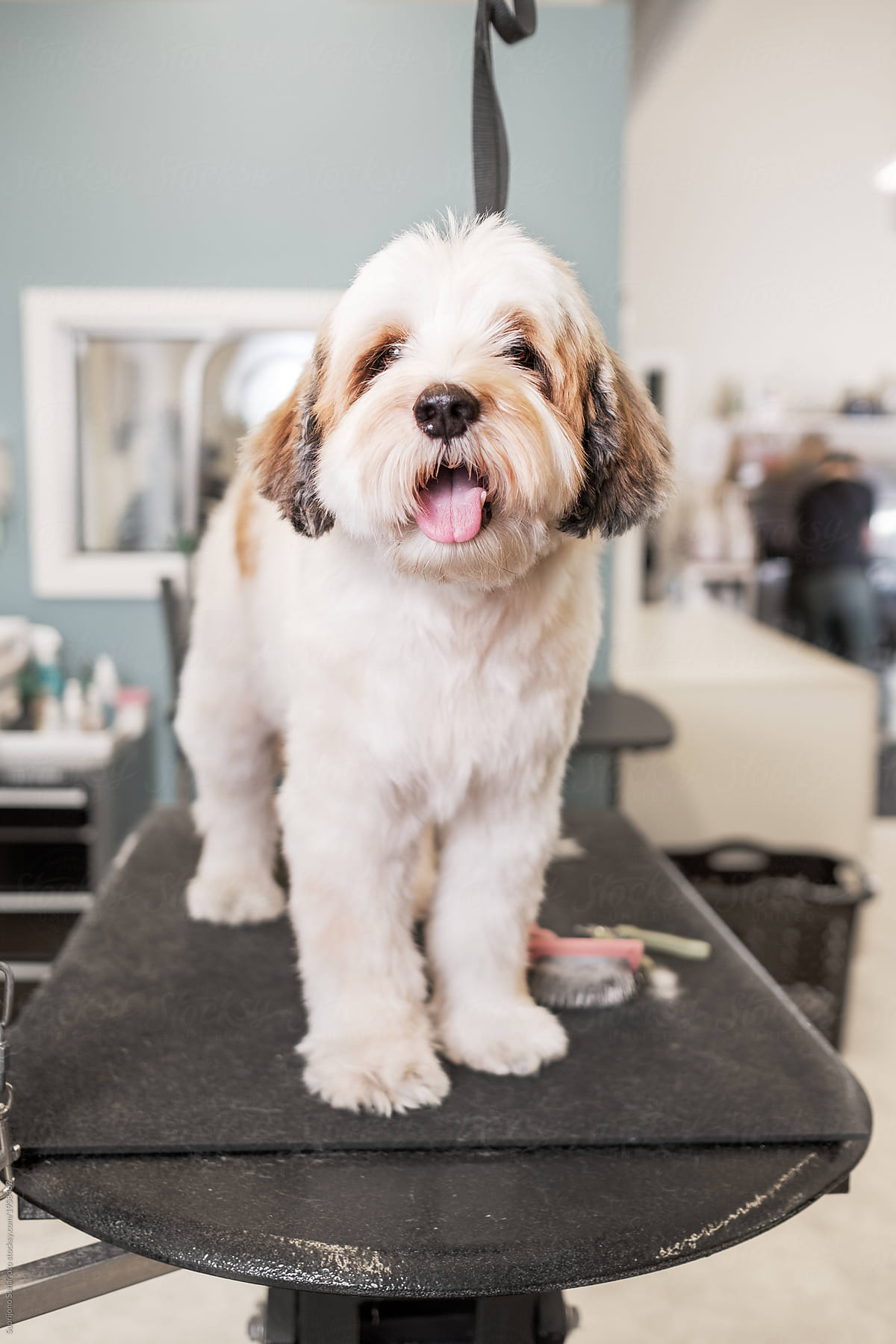 Cute Puppy Waiting for a Haircut at Pet Salon