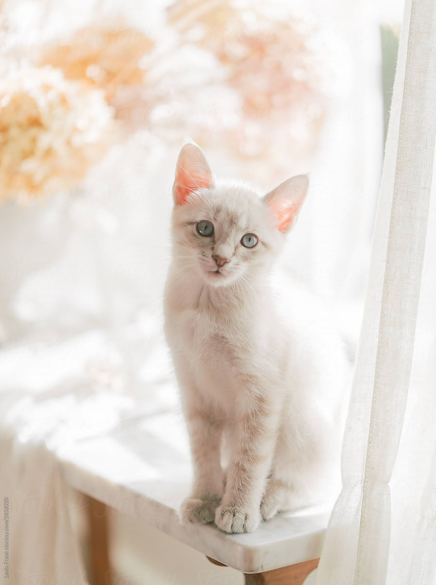 adorable white siamese rescue kitten sits on sunny windowsill with dried floral bouquet