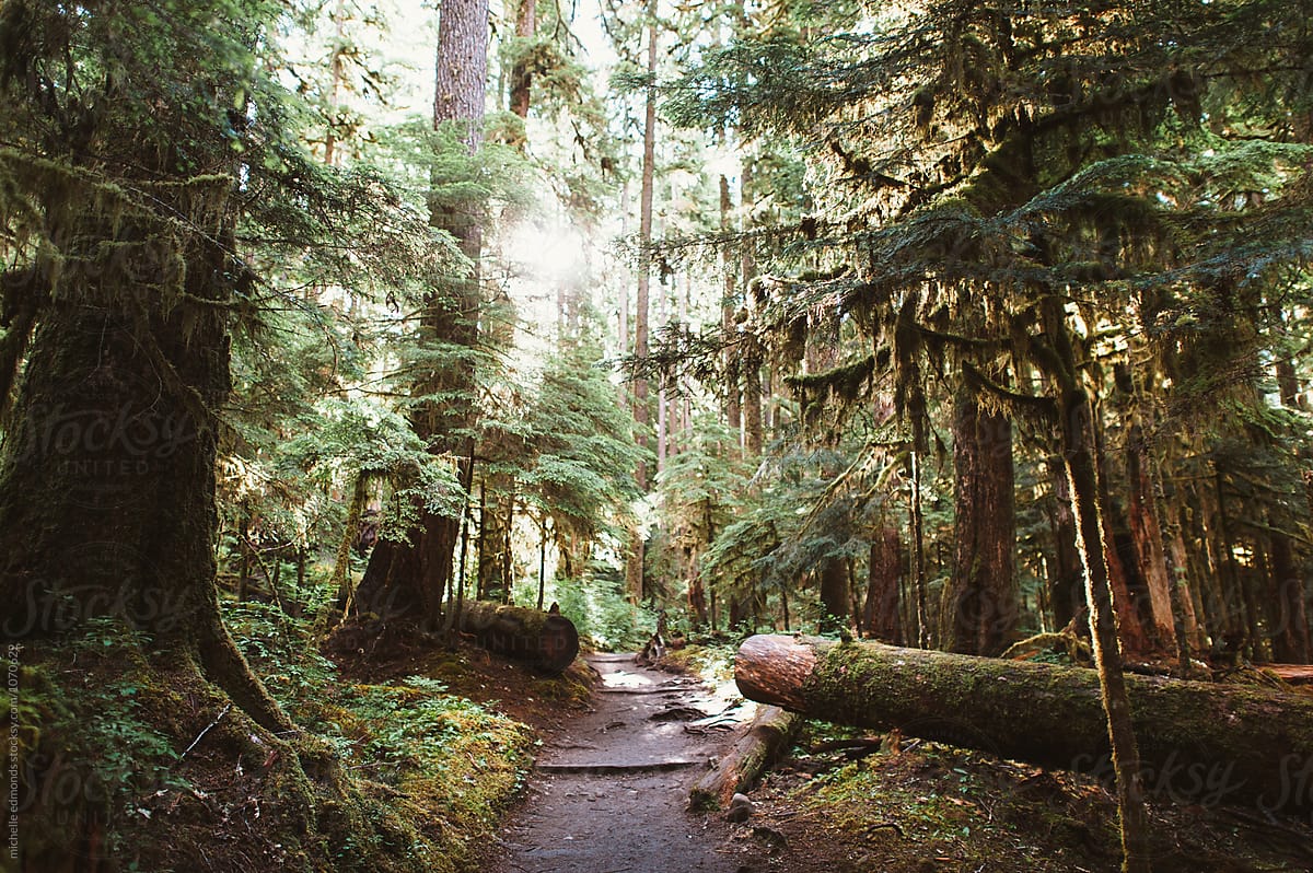 Olympic National Park Trail in Washington