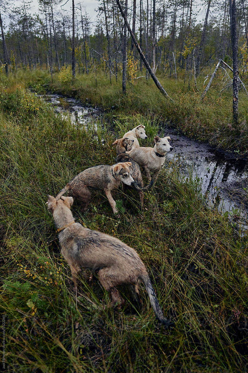 A litter of small alaskan husky sled dogs