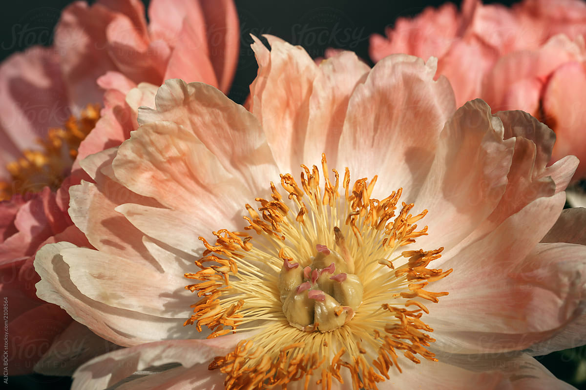 Close Up Of Fading Peony Blossoms