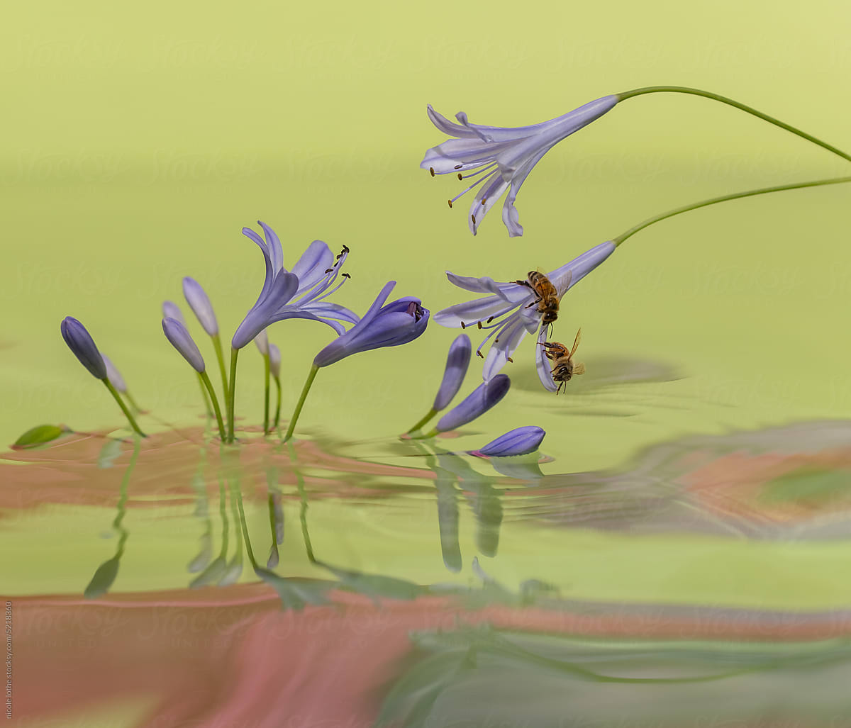 Two bees on flower over psychedelic water.