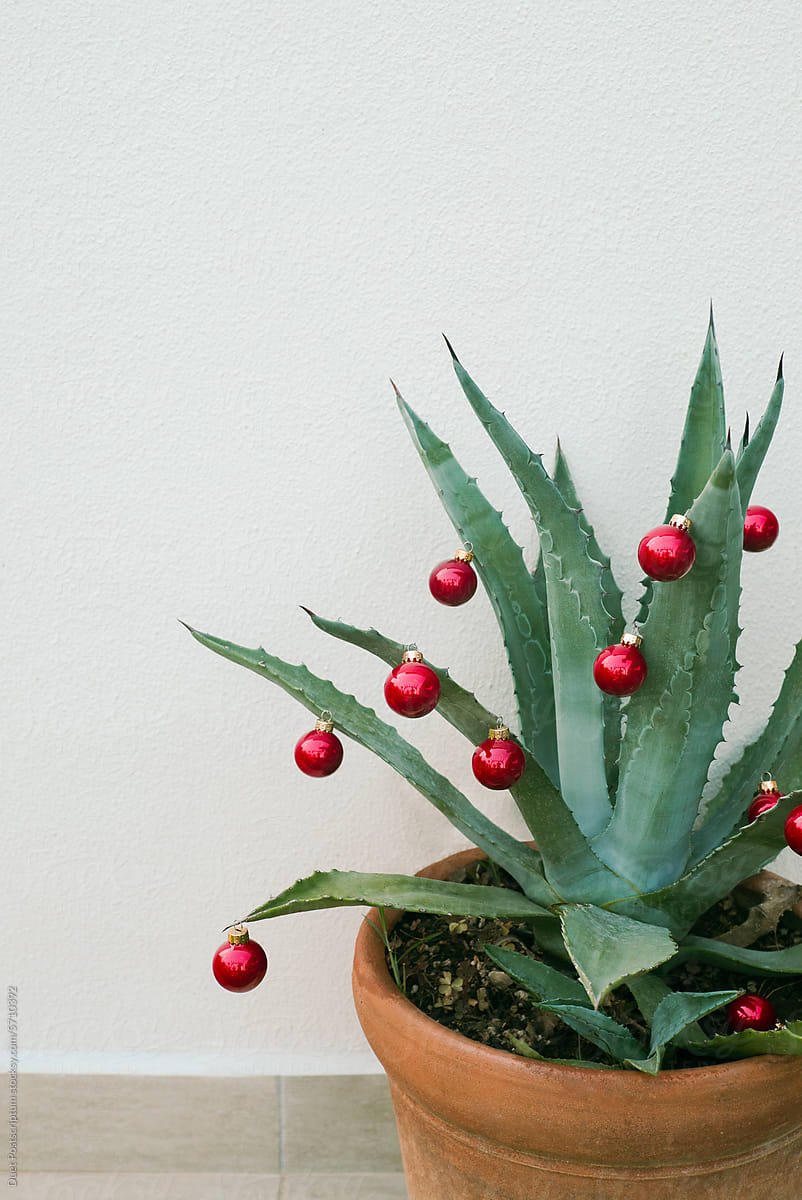 A large Aloe bush with Christmas balls on it.