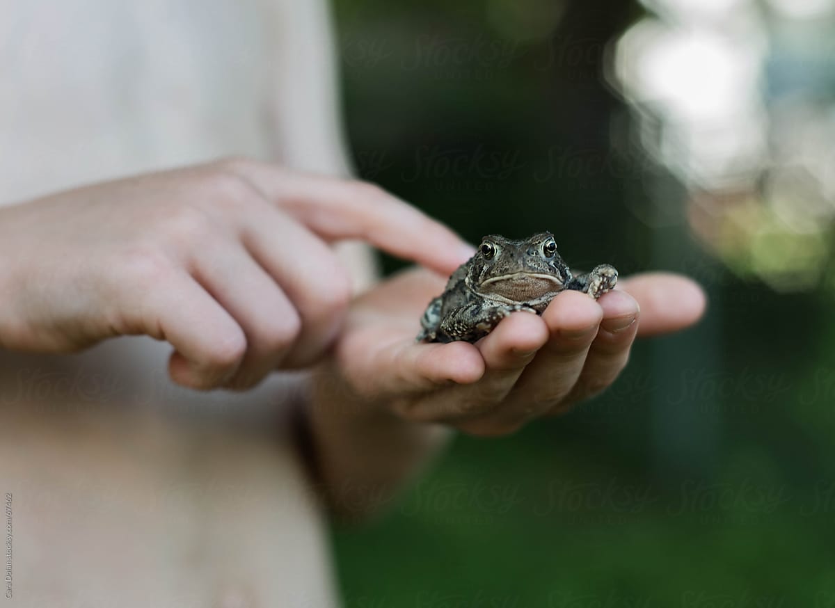 Toad sitting in the palm of a child\'s hand